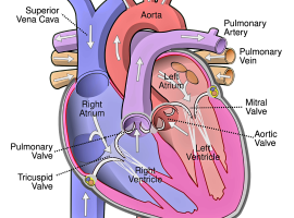 Diagram_of_the_human_heart_cropped.svg_